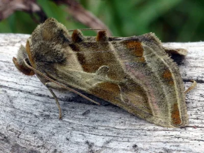 Euchalcia (Euchalcia) variabilis