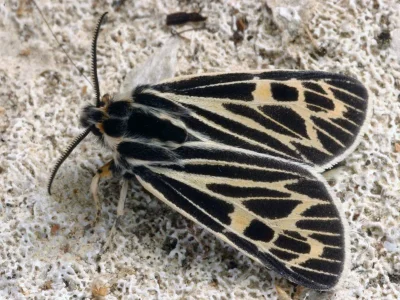 Apantesis quenseli