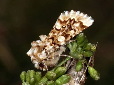 Hadena (Anepia) irregularis
