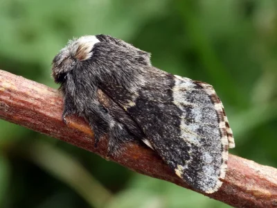 Poecilocampa alpina canensis