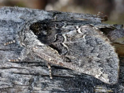 Rhegmatophila alpina