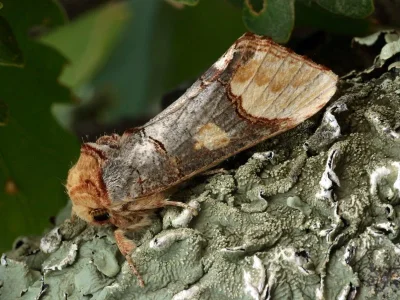 Phalera bucephaloides