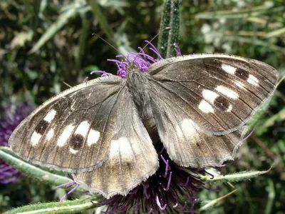 Chazara (Chazara) briseis