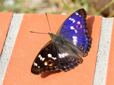 Apatura ilia