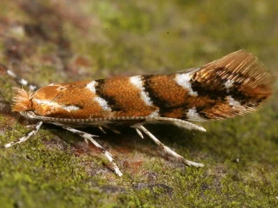 Cameraria ohridella