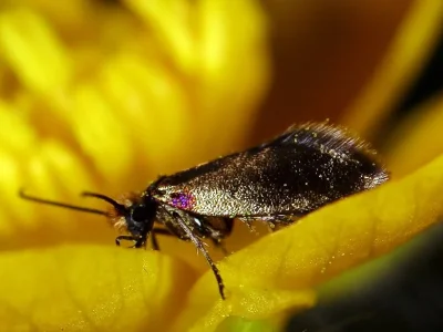 Micropterix calthella