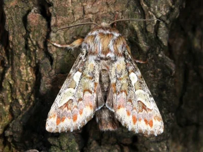 Panolis flammea