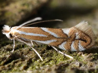 Phyllonorycter esperella
