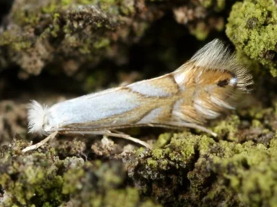 Phyllonorycter heegeriella