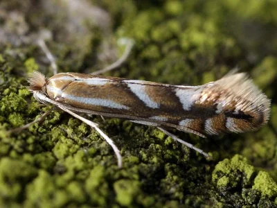 Phyllonorycter maestingella