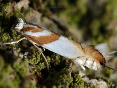 Phyllonorycter roboris