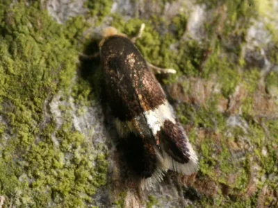 Stigmella hemargyrella