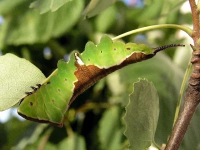 Cerura (Apocerura) erminea