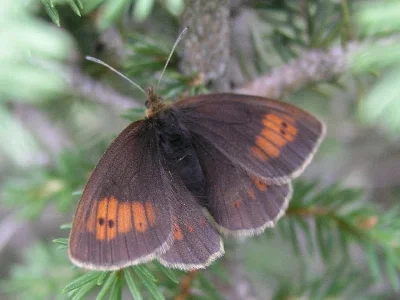 Erebia manto