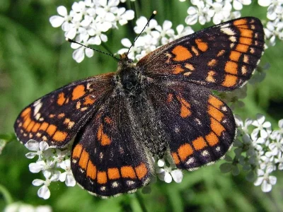 Euphydryas (Hypodryas) maturna