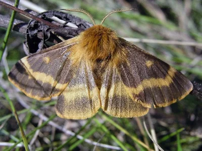 Lemonia dumi