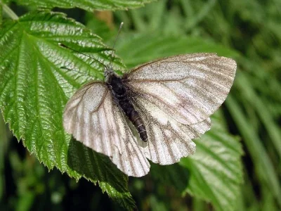 Pieris (Artogeia) bryoniae