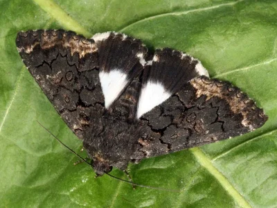 Catephia alchymista