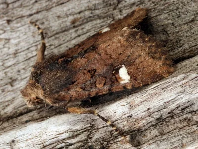 Dryobota labecula