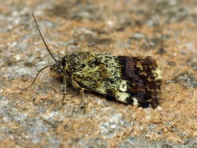 Acontia (Emmelia) viridisquama