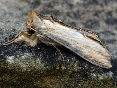 Cucullia caninae