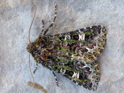 Valeria jaspidea