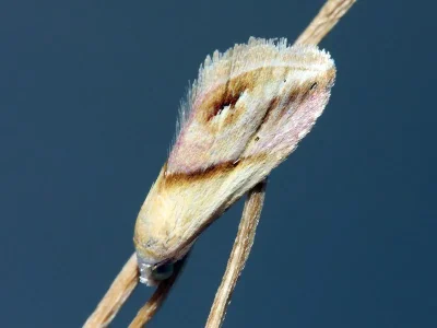 Eublemma (Eublemma) cochylioides