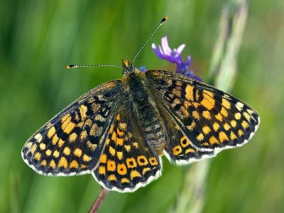 Melitaea cinxia