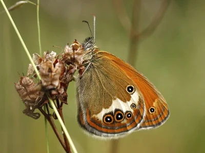 Coenonympha arcania