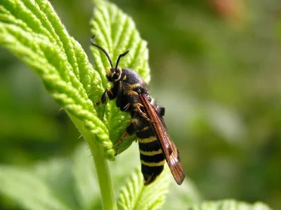 Pennisetia hylaeiformis