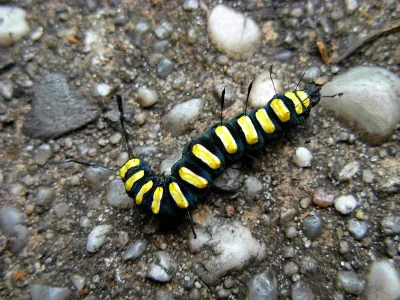 Acronicta (Jocheaera) alni