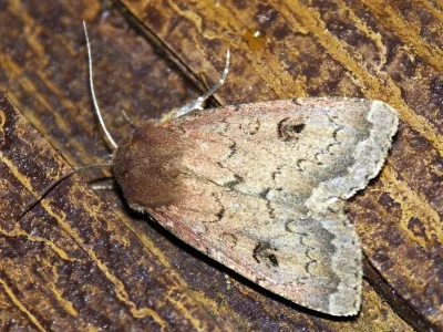 Graphiphora augur