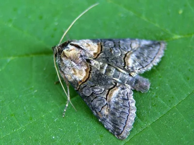 Abrostola asclepiadis