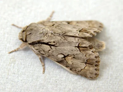 Acronicta (Triaena) tridens