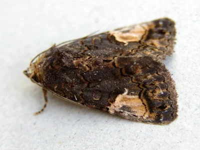 Aedia funesta