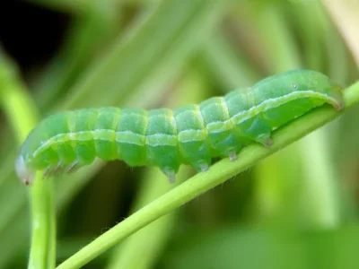 Aporophyla (Phylapora) lutulenta