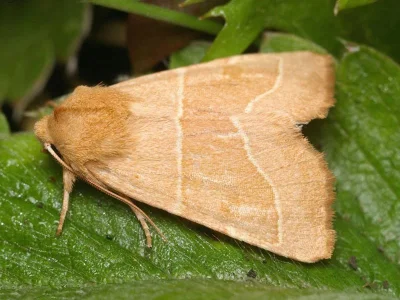 Atethmia centrago