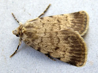 Autophila (Autophila) limbata