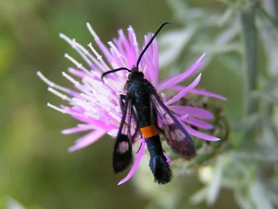 Synanthedon myopaeformis