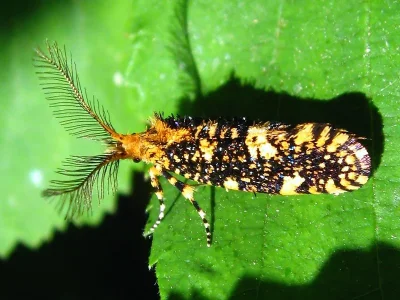 Euplocamus ophisa