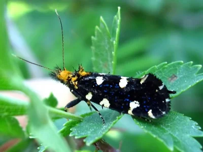 Euplocamus anthracinalis