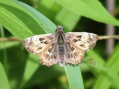 Carcharodus alceae