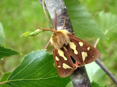 Arctia testudinaria