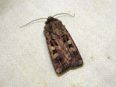 Euxoa (Euxoa) recussa