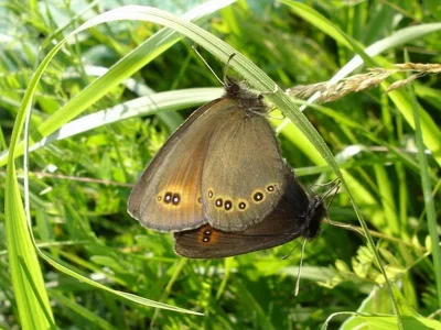Erebia oeme
