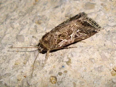 Spodoptera littoralis