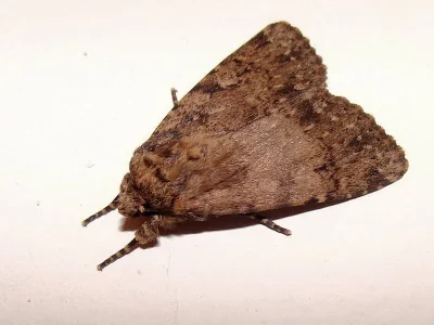 Amphipyra (Amphipyra) effusa
