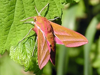 Deilephila elpenor