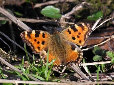 Nymphalis (Nymphalis) polychloros