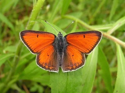 Lycaena (Heodes) hippothoe